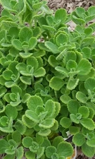 Cuban Oregano, Mexican Mint, Well Rooted Live Plant  2 to 3 inches tall 