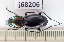 j68206. Insects, Carabidae sp. Vietnam South
