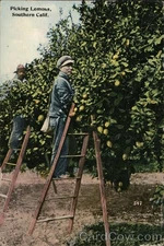 Fruit Picking Lemons, Southern Calif. Tichnor 1912 Los Angeles Antique Postcard