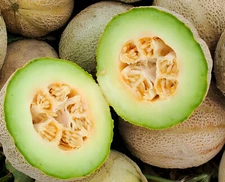 60 Heirloom Ice Cream Melon Very Rare Sweet 2-3LB Melon - Extremely Sweet - Rare