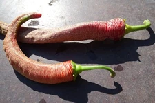 Rezha Macedonia Pepper - wonderful russeted skin conceals a sweet interior