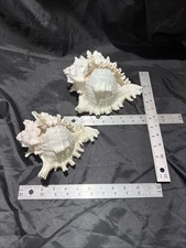 2 Natural Conch Seashell's Shell  Aquarium Decor  Beach House  Shore House