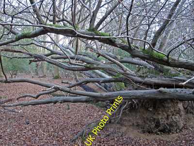 Foto 12x8 Zwei umgestürzte Bäume, winterlicher Wald, Epping die Zweige von 2 umgestürzten um 2015
