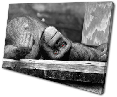 Leinwandbild Bild Druck Deko Foto Schimpanse Affe Tier Tier Tierwelt