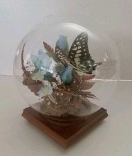 复古蝴蝶标本剥制术| eBay
