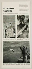 1955 Magazine Photo Article Sturgeon Fish Tagging in California