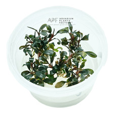 Bucephalandra Brownie Purple Tissue Culture | Aquarium Plants Factory&reg;
