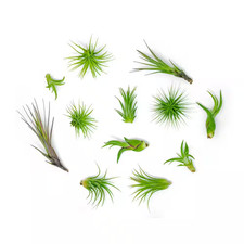 Air Plants Assorted Small 12-Pack