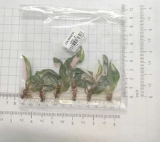 Philodendron Pink Princess Tissue Culture TC (50 Plants)