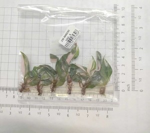 lonicera winterhart Honigbeere Lonicera caerulea Kamtschatica Gartenpflanze Ø9cm main image 1