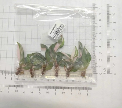 #ad #ad Philodendron Pink Princess Tissue Culture TC 50 Plants $99.99