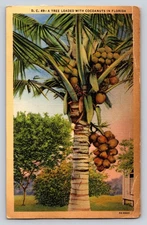 Vintage Linen Postcard A Tree Loaded with Cocoanuts Florida 1930s