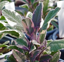 2x Tricolour Sage Plants Variegated Evergreen Aromatic Herb 9cm Pots