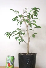 Ficus benjamina for mame shohin bonsai thick trunk #3