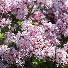 Lilac Syringa Miss Kim 1 Potted Shrub Plant Rooted in