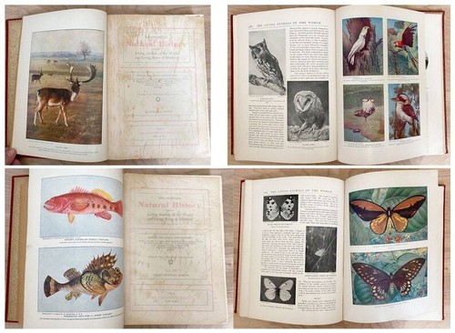The People's Natural History Complete 5 Volume Set/ Rare 1903 Antique Series - Photo 6/10