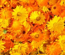 CALENDULA PACIFIC BEAUTY Calendula Officinalis - 2,400 Bulk Seeds