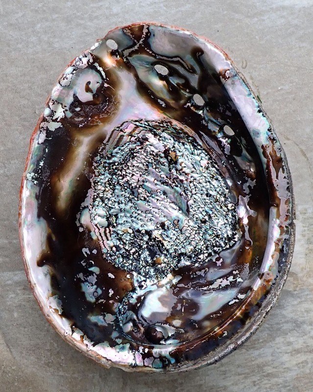 LARGE RED ABALONE MOTHER OF PEARL SEASHELL FOR DECORATIONS JEWELRY OR SMUDGING