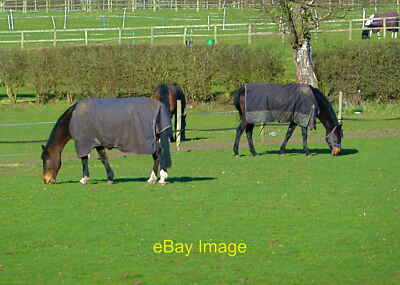 Photo 6x4 Horses grazing - still in their winter coats! Lindow End Manor  c2011