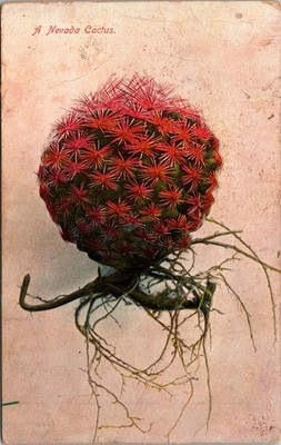 Vintage Postcard Nevada Cactus In Bloom