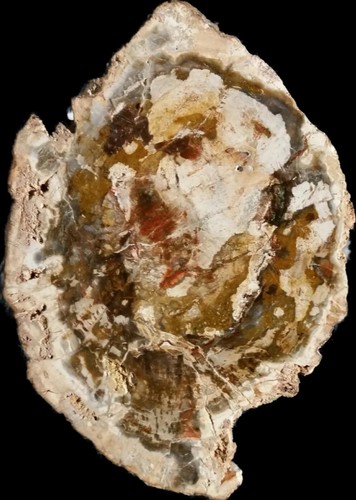 Natural Petrified Wood Slice Specimen Polished. Beauty 166.1 gr - Picture 2 of 4