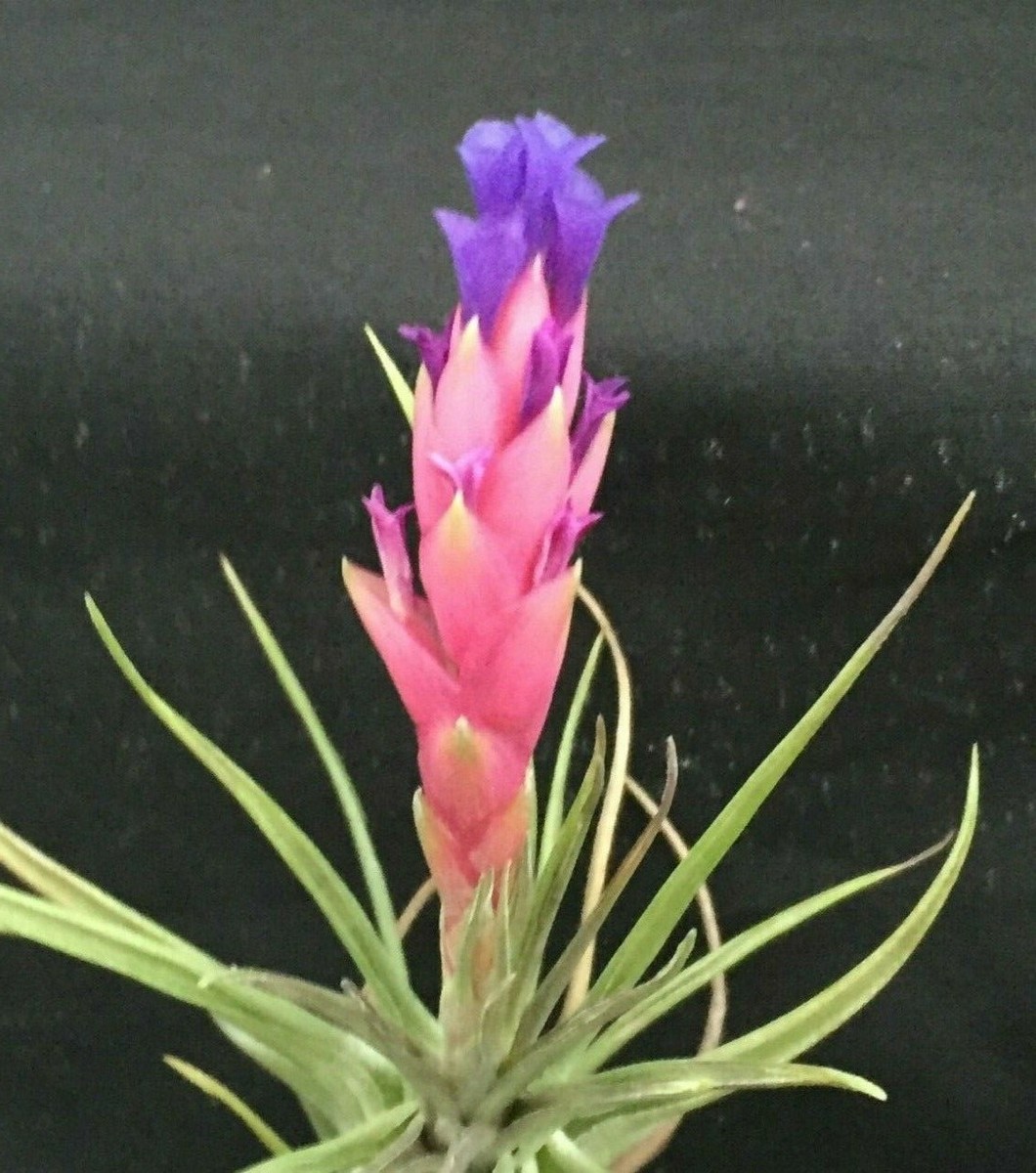 Tillandsia aeranthos Cold Hardy Type of Bromeliad or Air Plant | eBay