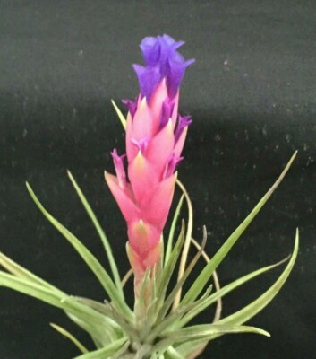 Tillandsia aeranthos Cold Hardy Type of Bromeliad or Air Plant | eBay