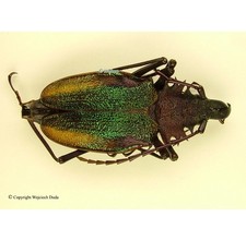 Psalidognathus for collectors | rare Psalidognathus beetles