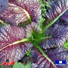 600 Japanese Red Giant Mustard Seeds Non-GMO Heirloom Garden