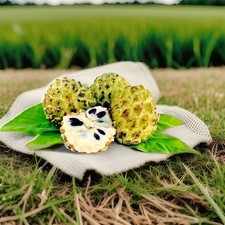 ORGANIC Sugar Apple Fruit Tree Seeds (Annona squamosa) Tropical Sweetsop