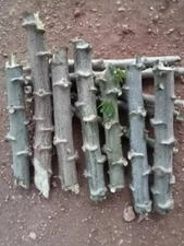 5 Cassava Yuca Manihot Cuttings - Sweet Cassava - Easy to Grow