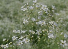 250 Fresh Baby  s Breath Seeds, Covent Garden White Gypsophila, Non-GMO, USA     