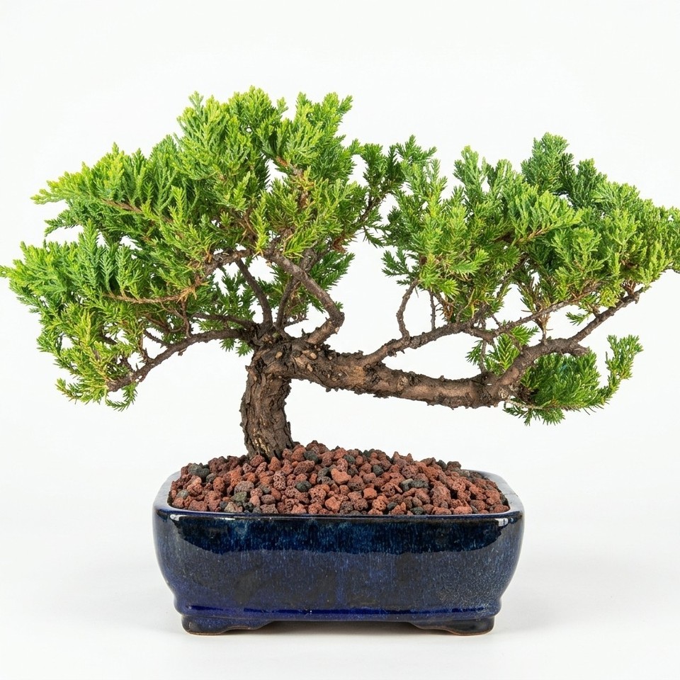 Caramic Pot Juniper Bonsai Tree Live Outdoor Procumbens Nana Dwarf Trained Ceramic ...