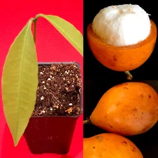 Achachairu Garcinia Humilis Orange Bolivian Mangosteen Tropical Fruit Tree Plant