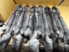 Tanned #1 Blue Frost Fox Hide/Blue Silver Grey Color/Furs/Taxidermy/Crafts