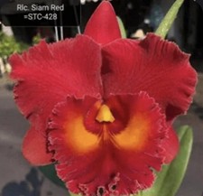 Rlc Siam Red NBS Large Fragrant Red Yellow Orchid Compot 4+ 9” Basket + Hanger