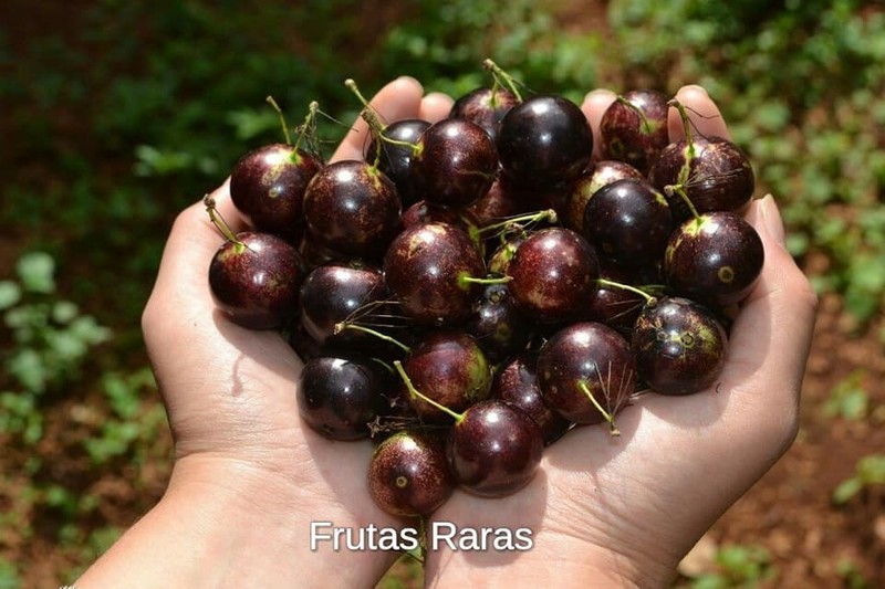 Plinia trunciflora "Cabinho rajada da UNESP" Jaboticaba