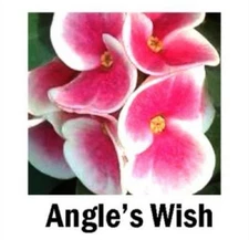 Angel’s Wish**Crown Of Thorns-Euphorbia Milii*CHRIST PLANT*SMALL STARTER PLANT