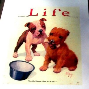 REPRINT COVER LIFE 1925 BOSTON TERRIER CAIRN DOGS PUPPIES ART BY ROBT DICKEY