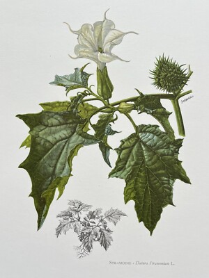 BOTANICAL PRINT WHITE FLOWER   STRAMOINE   DATURA STRAMONIUM