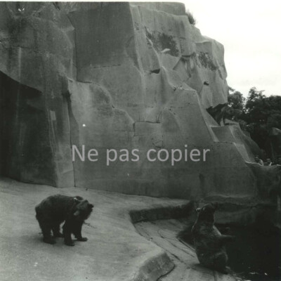 PARIS ZOO de Vincennes circa 1960 les Ours photo 14 x 14 cm