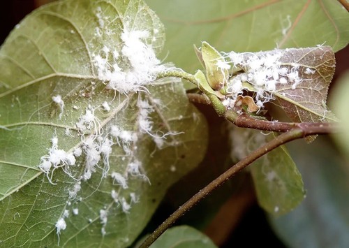 Contidor Mealy Bugs Gall Wasp Aphids Psylids Systemic Treatment Tabletsx8 - Picture 6 of 7