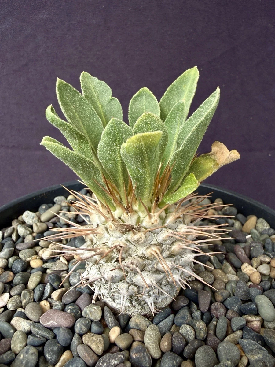 Caudex Cactis&Succulents for sale | eBay