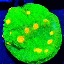 CORALS OF EDEN ~ Space Invader Chalice Coral Frag ~ LPS ~ SPS