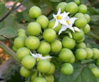 white sage plant White Sage – 50 Seeds