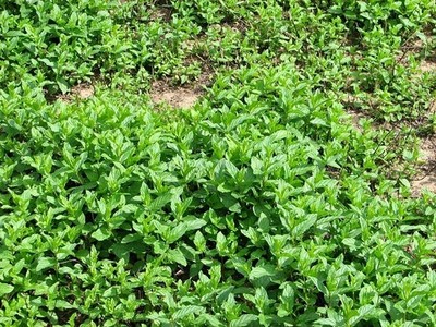 Foto 6x4 neuwertig für Colman's Classic Mint Sauce Kirby Bedon Mint ist gewachsen c2017