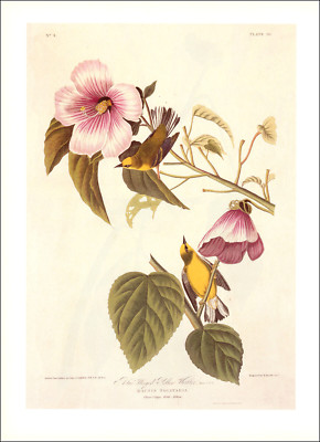1997 Vintage Print Blue Winged Yellow Warbler Bird Illustration Image Audubon
