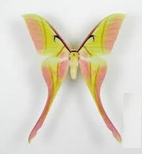 Real Actias Rhodopneuma Moon Moth – A1 Grade Dried Raw Specimen