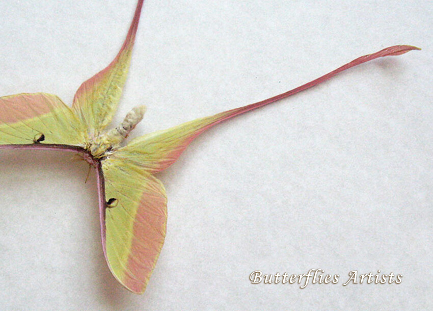 Actias dubernardi まとめて4♂セット il_fullxfull.5462868025_jm9y.jpg