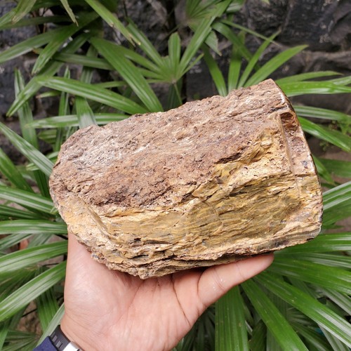 Genuine 1,1 Kg Raw Amber Zebra Motif Indonesia Specimen Rough Certificate - Picture 3 of 12